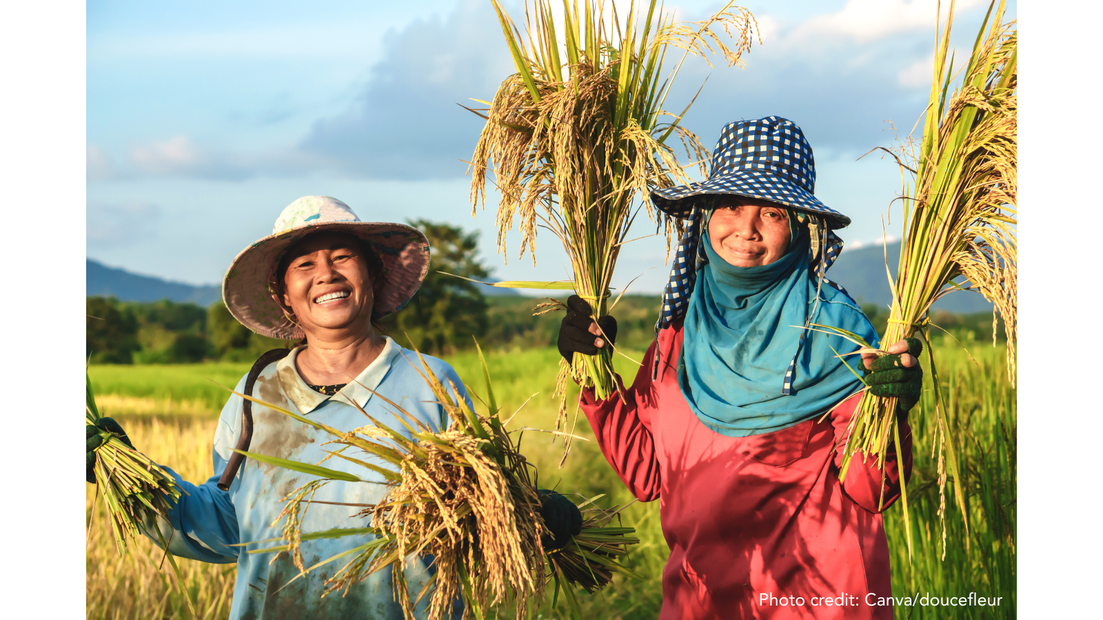 Women harvest rice