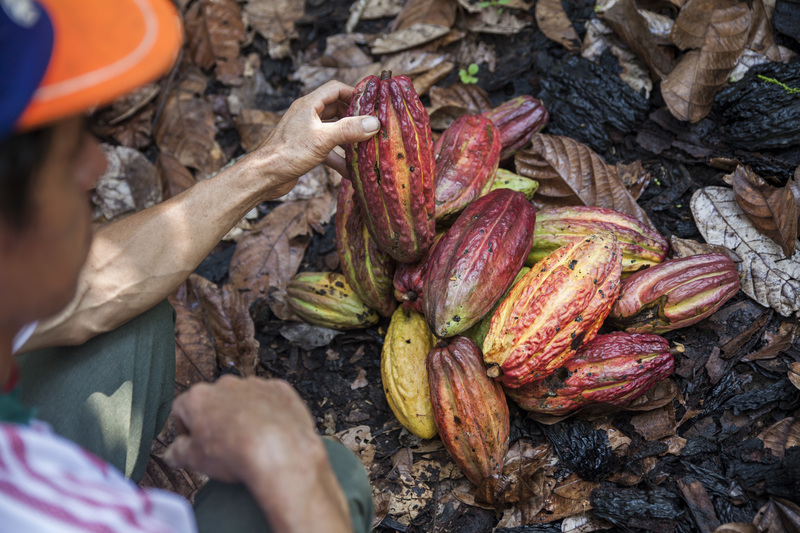 Brothers Teófilo and Mauro Fernández Medina showing their cocoa trees in the Ramirez Village (Alto Mayo).