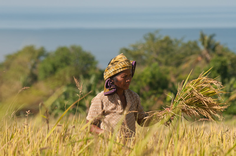 Harvesting rice paddies in Indonesia