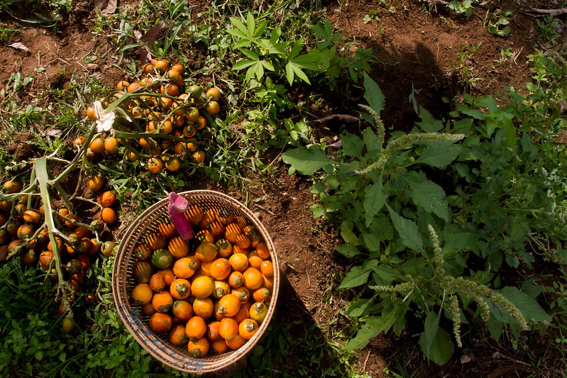 Palm nut fruits or areca nut at the farm at Lubuk Beringin village, Bungo district, Jambi province, Indonesia. CIFOR/Tri Saputro