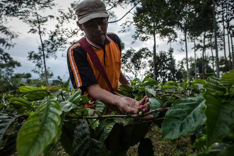 A farmer picks red coffee cherries