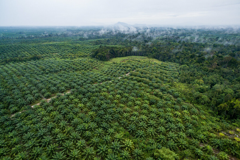 Palm oil and the forest in West Kalimantan, Indonesia. CIFOR/Nanang Sujana