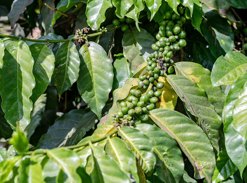 coffee plant