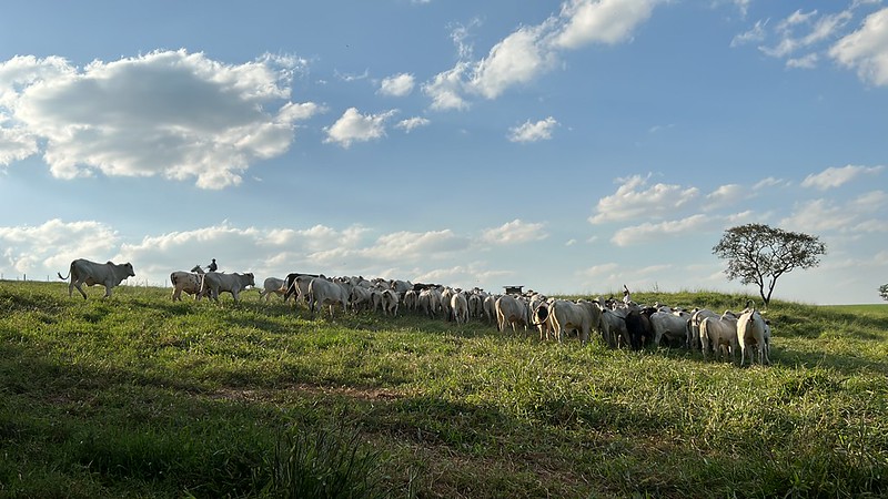 Cattle in Brazil