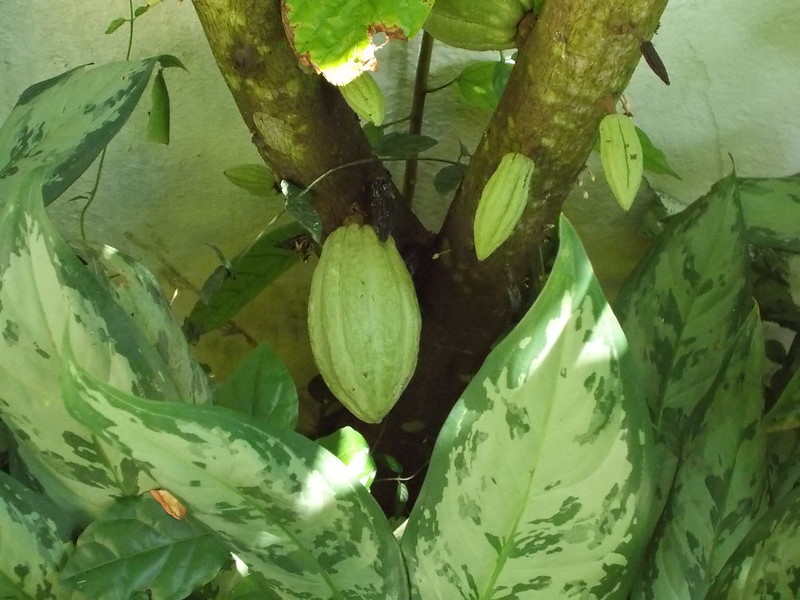 Cocoa in Ivory Coast