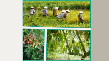 images of cocoa, rice field, coffee