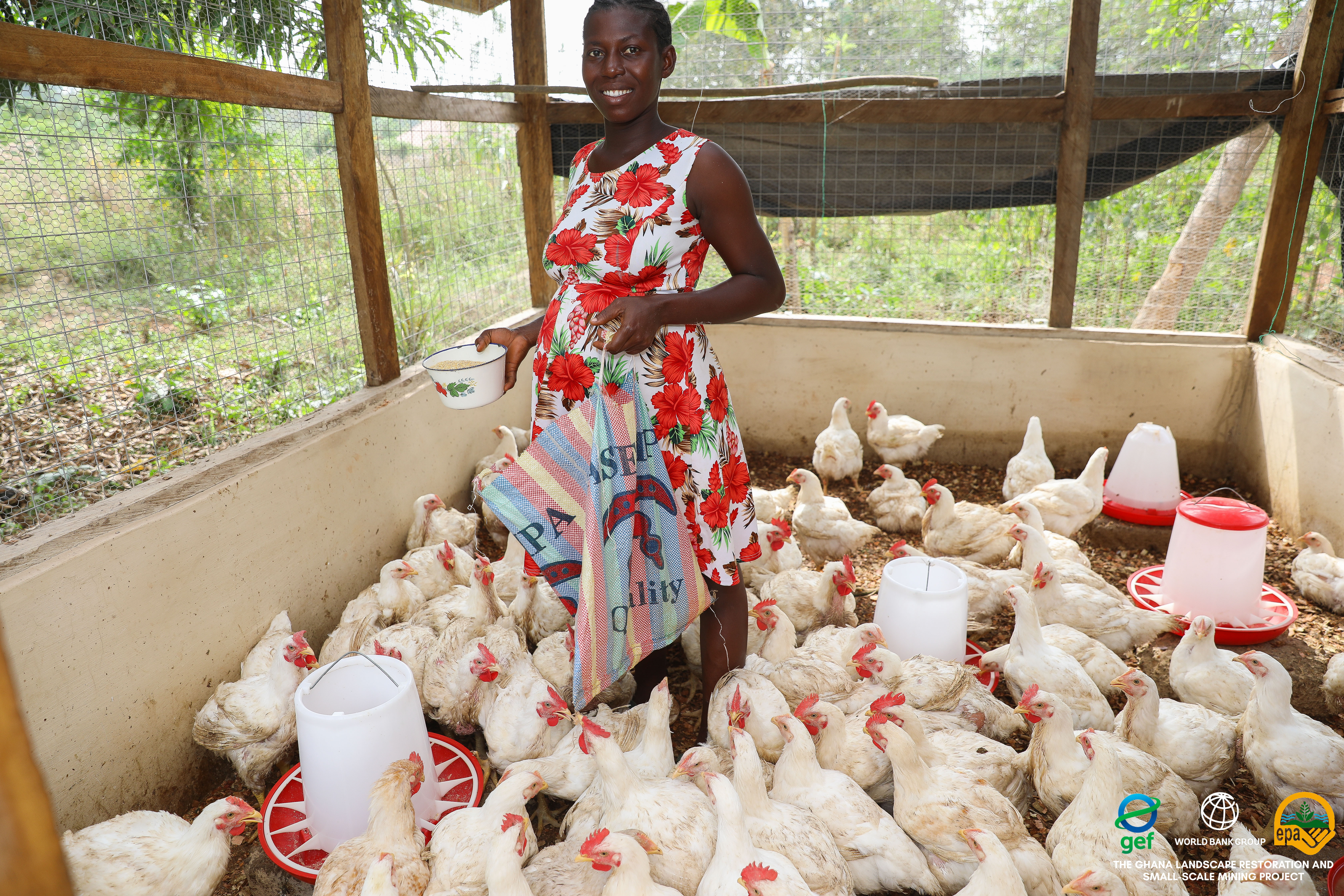 A livestock farmer tends her chickens
