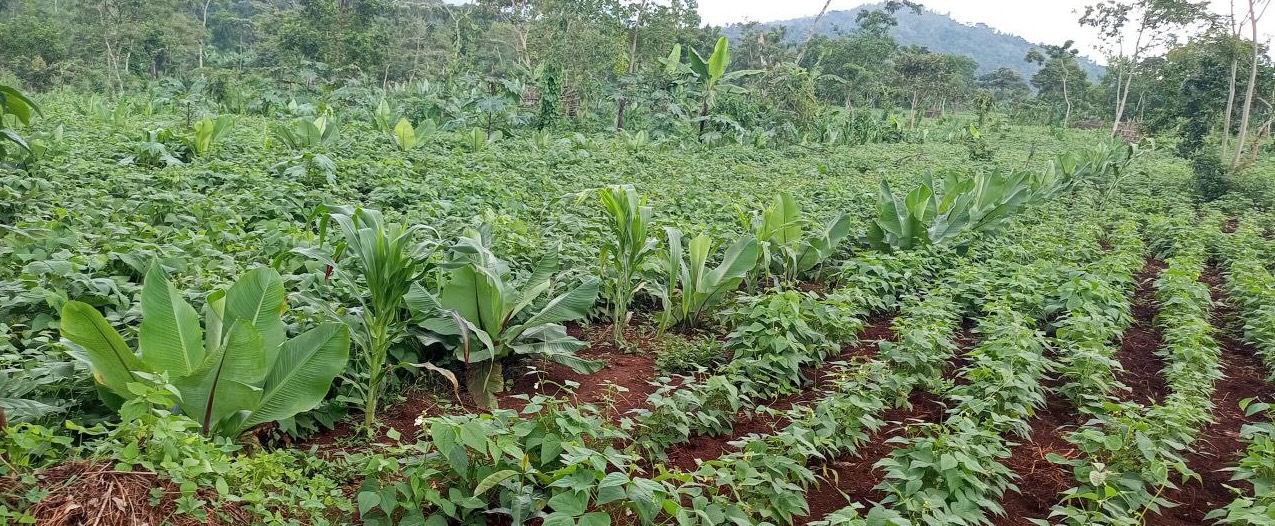 Agroforestry plot in Ethiopia