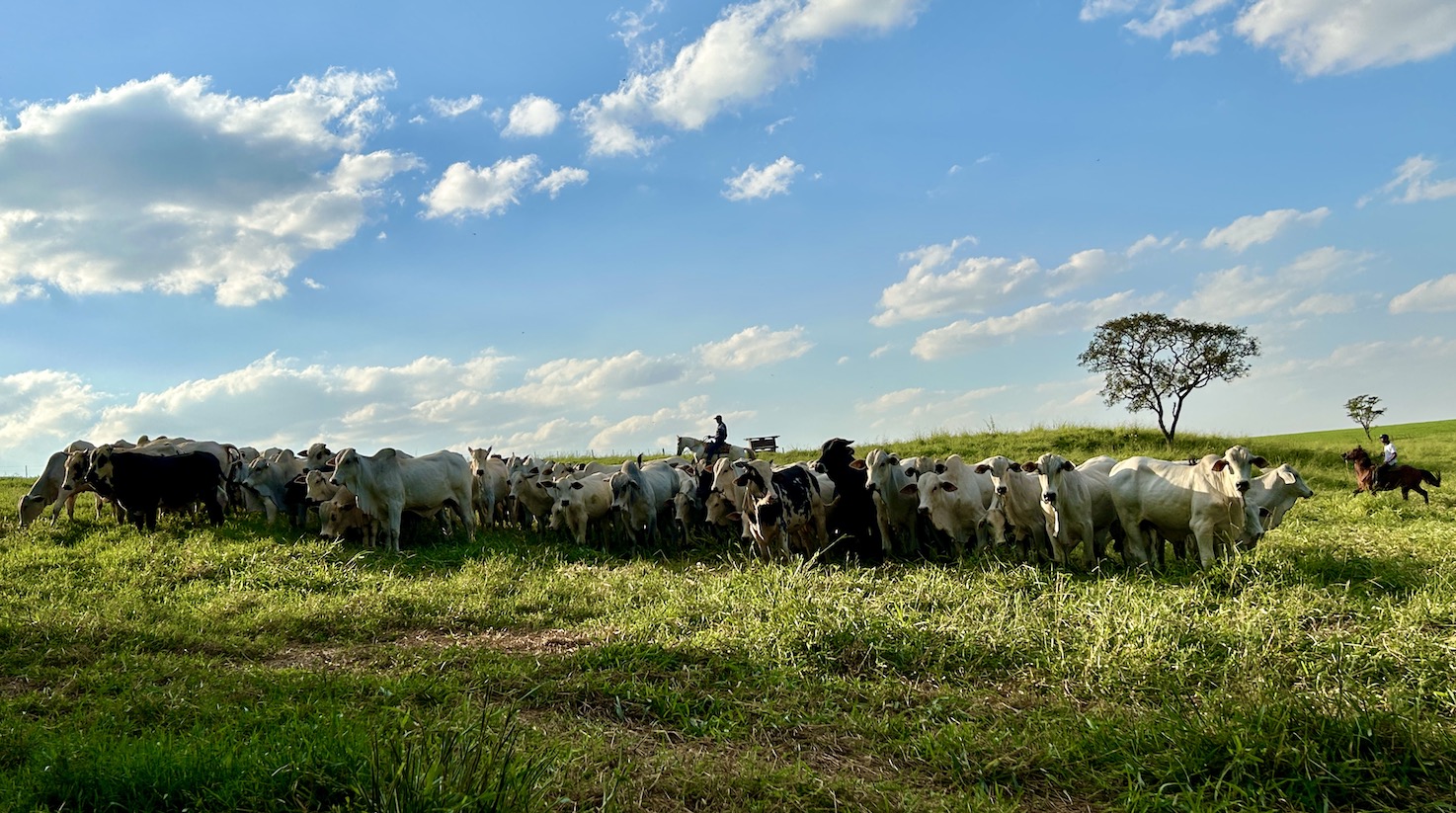 Cowboys herd cattle in the state of Sao Paulo, Brazil. 