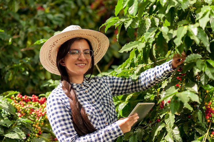 Mexican woman picks coffee