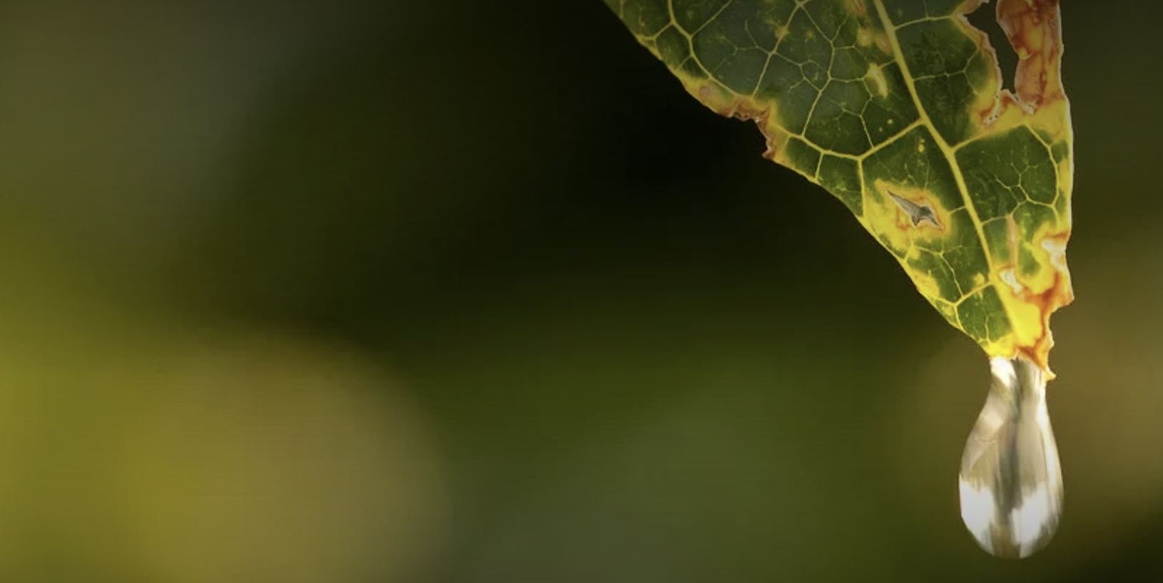 Leaf and droplet