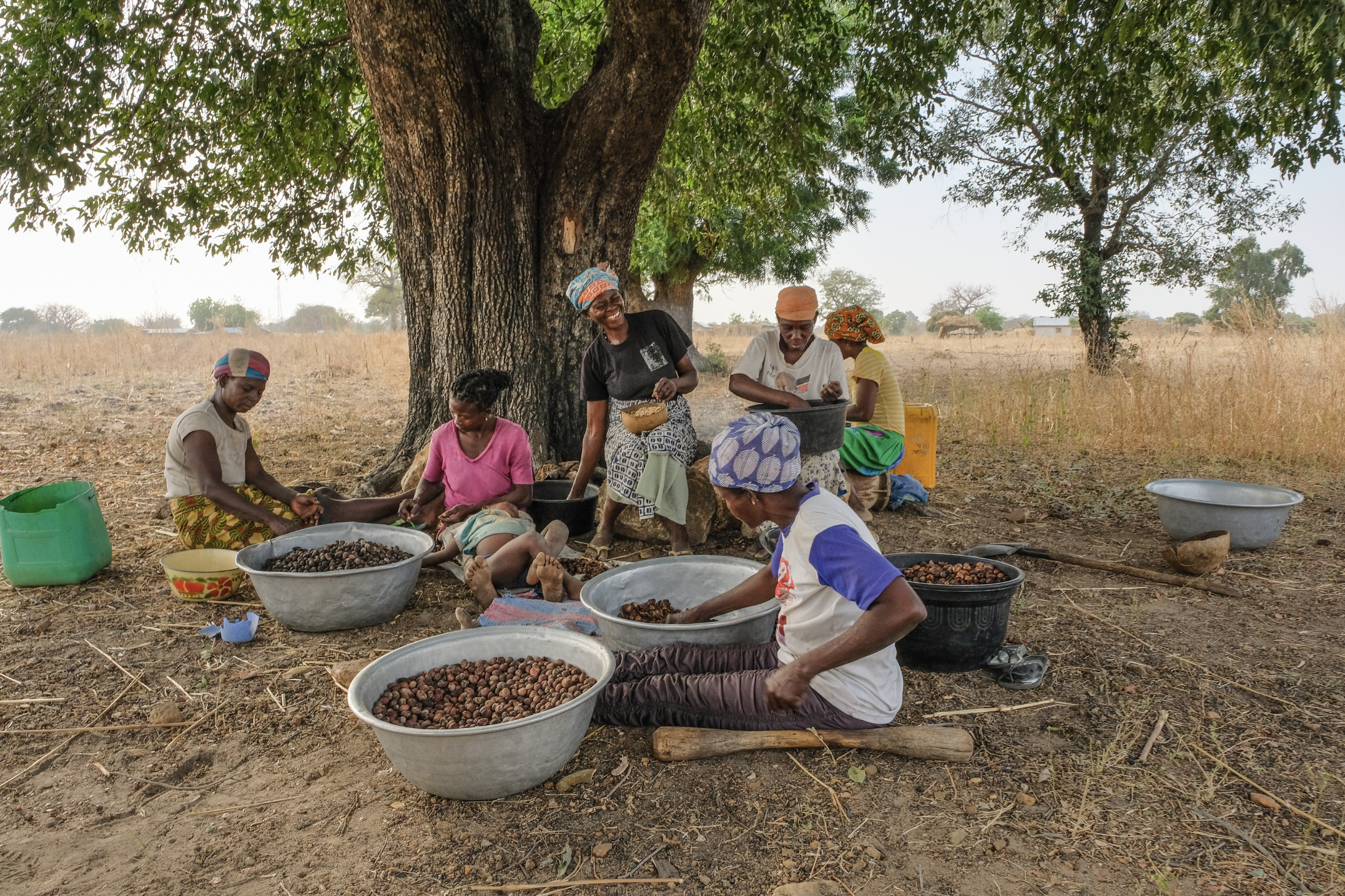 Shea producers in Ghana. Photo by Axel Fassio/CIFOR