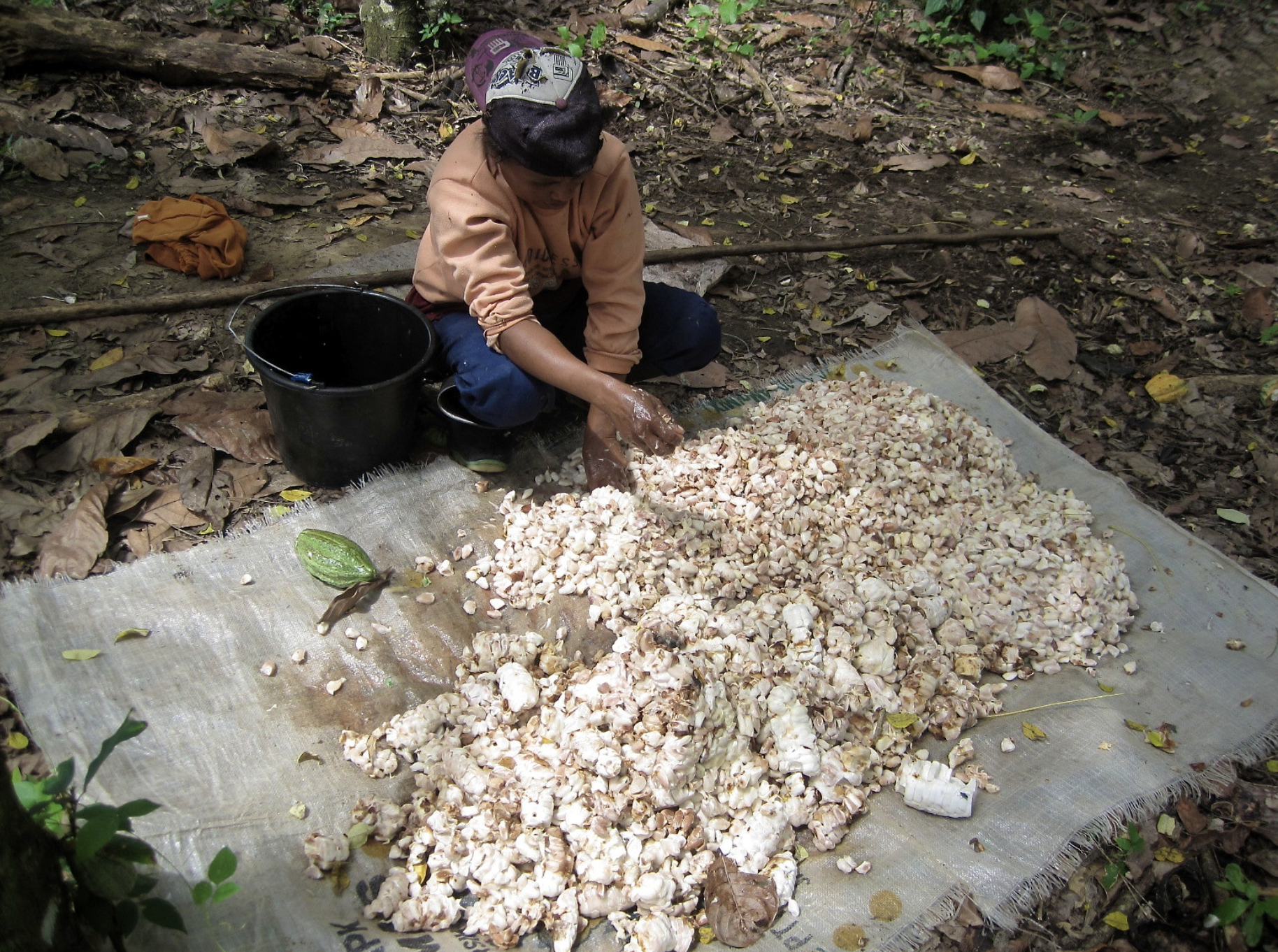 Cocoa beans, in the first stage of processing and fermenting in Indonesia. CIFOR/Nining Liswanti/CIFOR