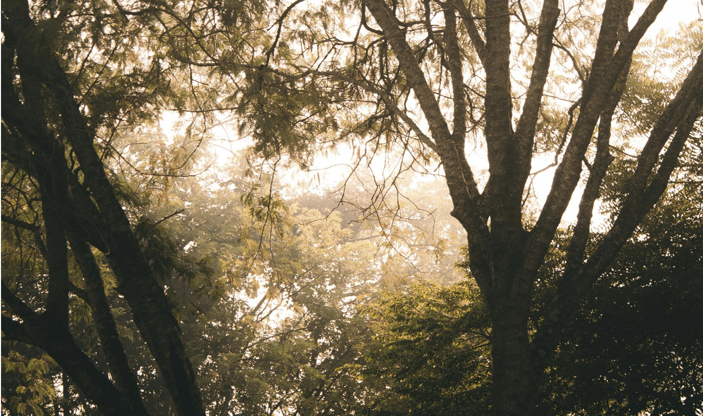 Trees in Nigerian forest. Photo Credit: David Ewulowe