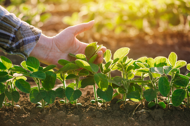 A woman's hand is shown tending soybeans plants in a field