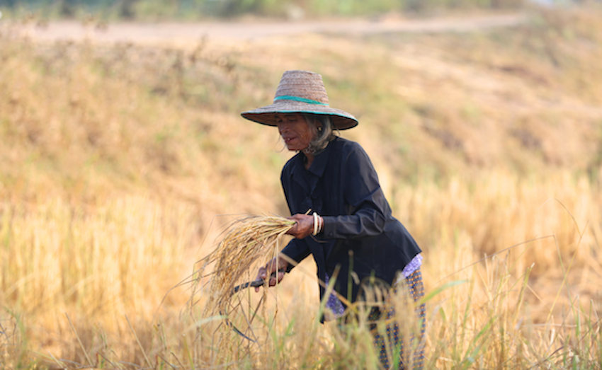 A woman gathers rice in a field in Thailand. Credit: Canva