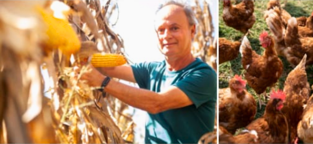 A man tends his maize and chickens