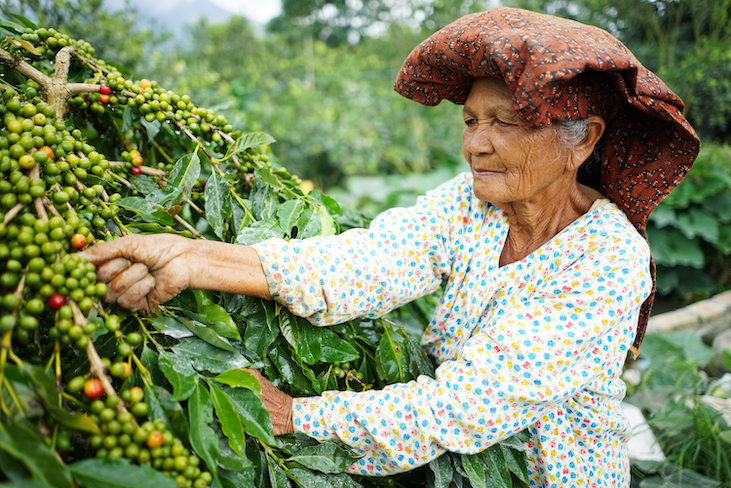 woman farmer picks coffee