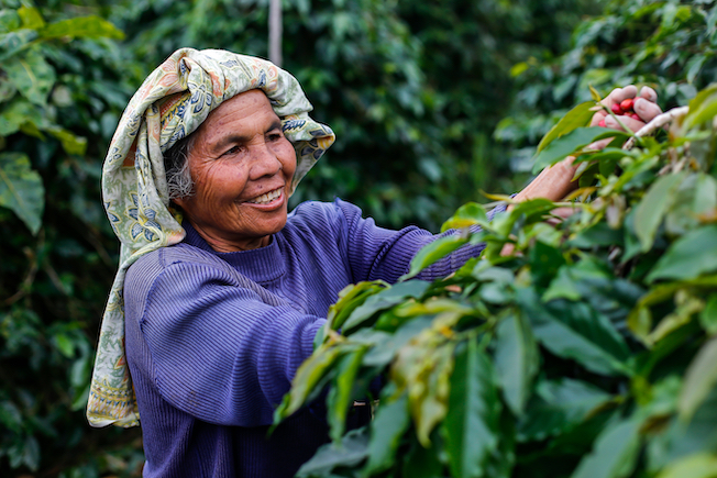 Woman picks coffee beans