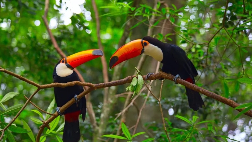 Toucans