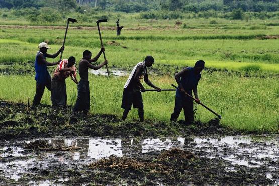 Men hoeing rice paddies on an irrigation project, Mtwango District. Tanzania. Photo: Scott Wallace / World Bank