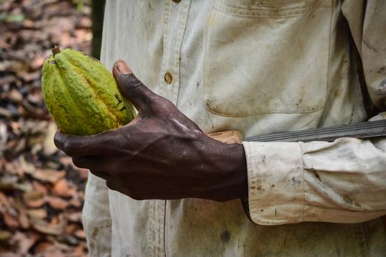 Man holding cocoa in Ivory Coast. Photo © Anna Koblanck/WBG