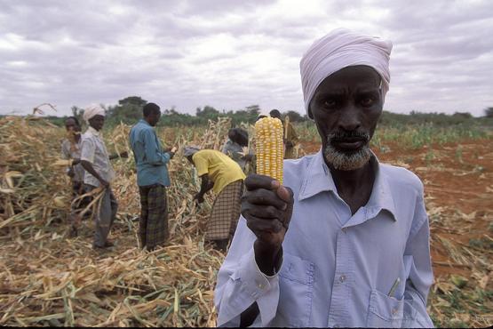 Gathering corn. Kenya. Photo: © Curt Carnemark / World Bank