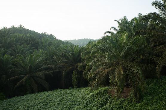 Photo: An oil palm plantation in Malaysia. By Mokhamad Edliadi/CIFOR
