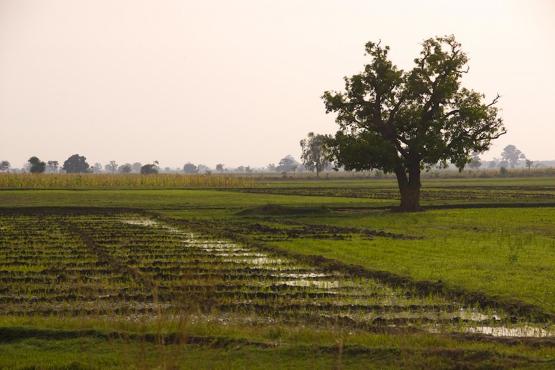 Photo: Irrigated fields in Nigeria. By Arne Hoel/World Bank