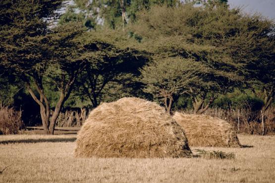 Two large mounds of wheat stalks drying on the edge of a forest