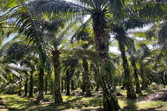Palm oil plantation.