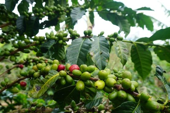 Coffee growing
