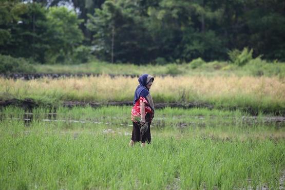 Woman stands in rice field