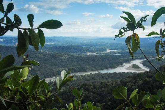 Amazon landscape. 