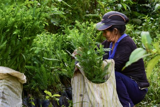 A woman working in the field