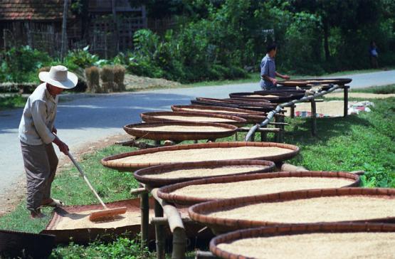 Men tend drying rice on bamboo baskets on the side of the road