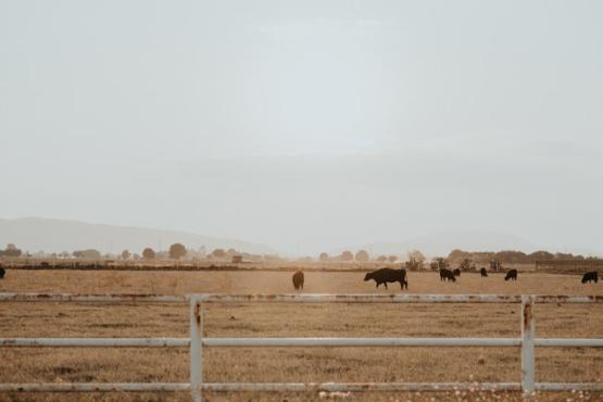 Photo: Cows on a grass field in Tlajomulco de Zúñiga in Mexico. By Bruno Cervera/Pexels