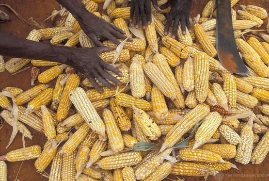 People sort corn