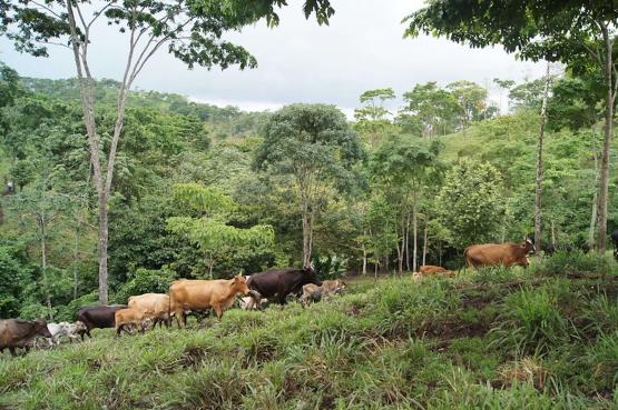 Cattle in a field at a model silvopastoral farm in Nicaragua