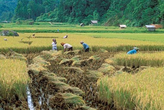 People work in an irrigated field, harvesting rice