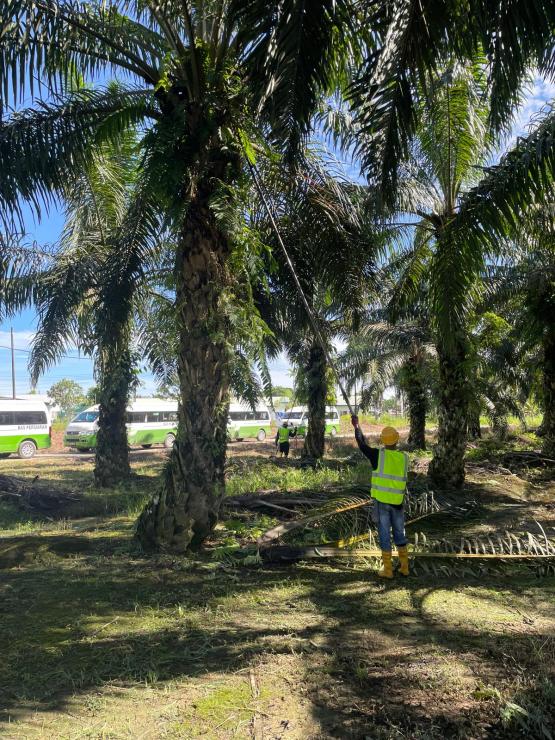 Worker at palm plantation