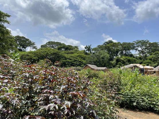 Agroforestry plot near Dimbokro, Côté d’ivoire