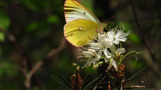 Colias palaeno