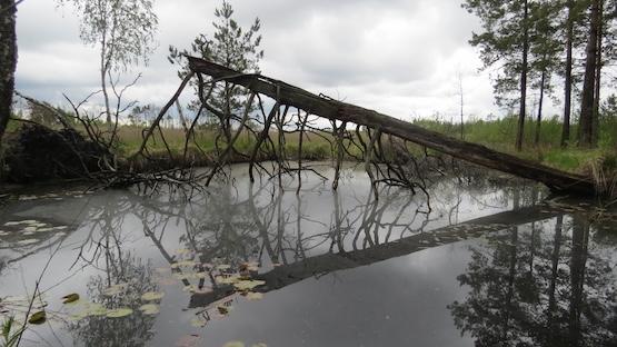 Rivne Nature Reserve, Ukraine. Photo credit:  Mykhailo Franchuk, 2025