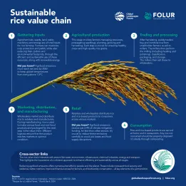 Sustainable rice value chain