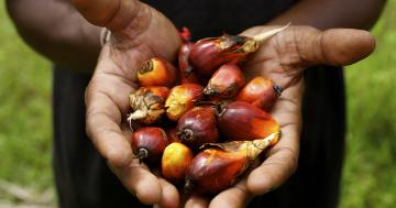 Program to tackle forest-risk commodities, transform global food systems launches at COP26
