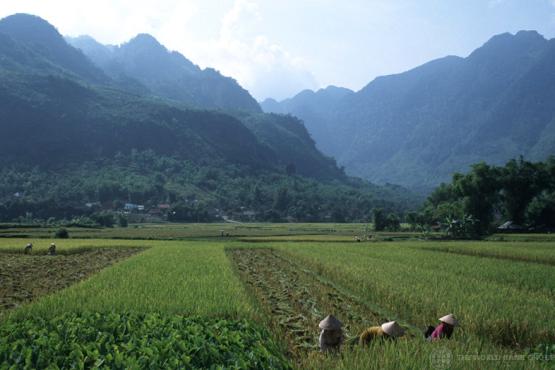 Landscape of the beginning of the rice harvest, Mai Chau, Hoa Binh province, northern Viet Nam. Photo: © Tran Thi Hoa / World Bank