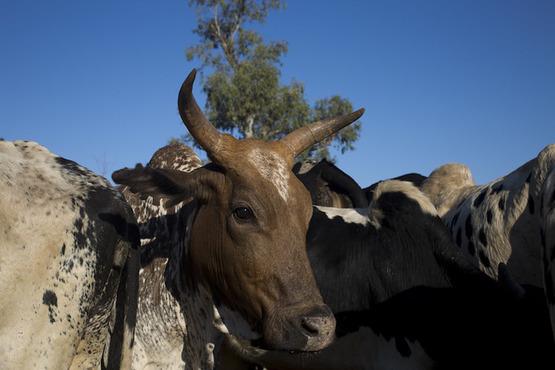 Photo: Cattle at a market in Madagascar. By Karel Prinsloo/IFC