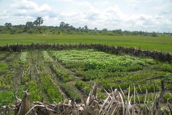 A tree nursery in Guinea. Photo by Stephanie Otis, USFS International Programs/USAID. Used under Creative Commons Attribution-NonCommercial-NoDerivs 2.0 Generic License.