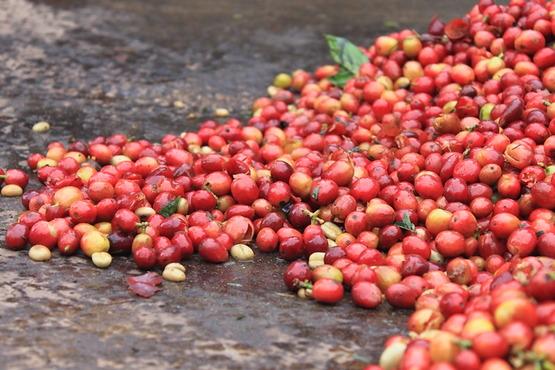 Photo: Coffee cherries in Papua New Guinea. By Counter Culture Coffee. Used under Creative Commons Attribution-NonCommercial-NoDerivs 2.0 Generic License